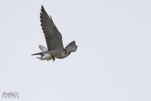 FL3134 Peregrine Falcon and caught shorebird