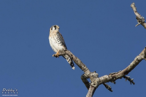 FL3285 Male American Kestrel