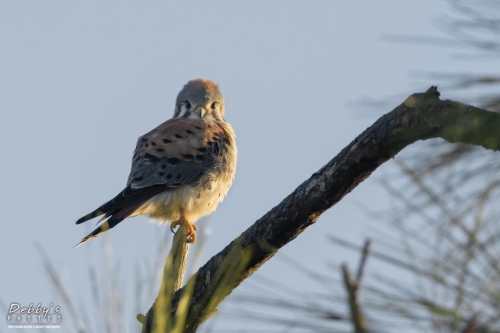 FL3359  American Kestrel near sunrise