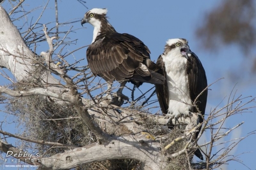 FL3567b Osprey Pair in Nest