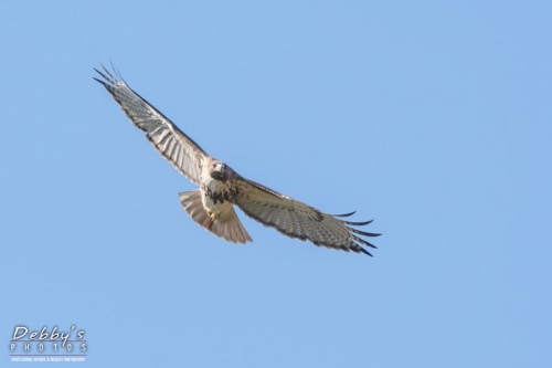 FL3609 Red-Tailed Hawk in Flight