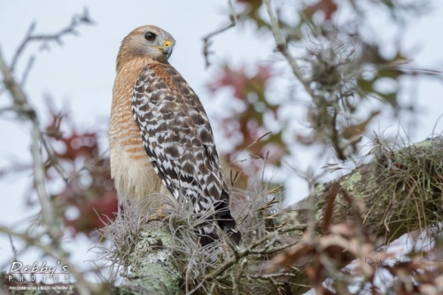 FL3614 Red-Shouldered Hawk