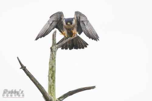 FL3634 Peregrine Falcon