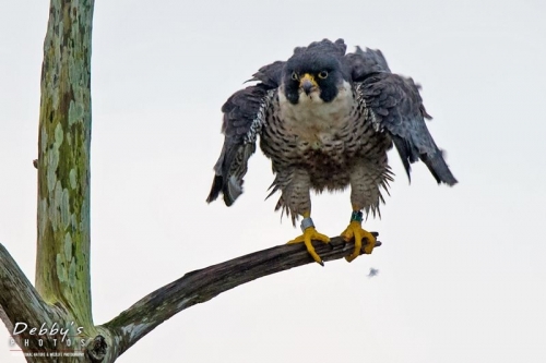 FL3635 Peregrine Falcon