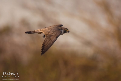 FL3639 Peregrine Falcon in Flight