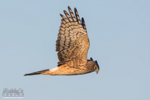 FL3725 Female Northern Harrier Hawk