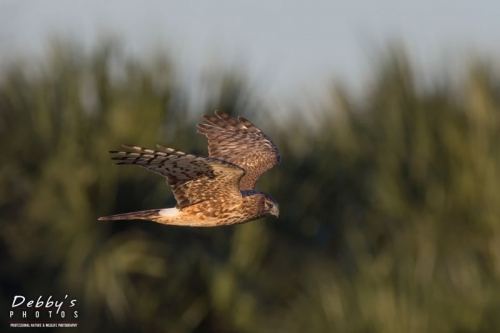 FL3726 Female Northern Harrier Hawk in flight