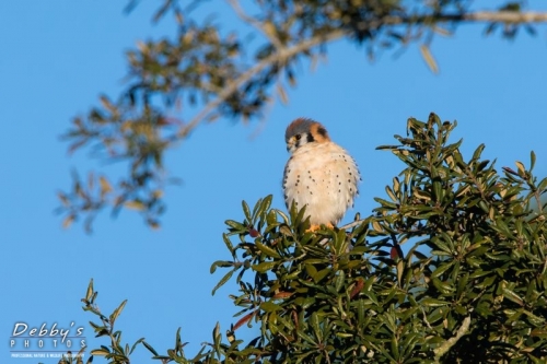 FL3824 American Kestrel