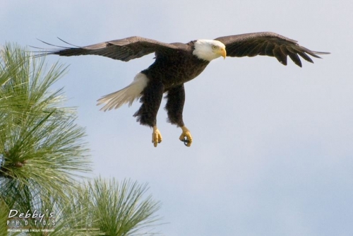 FL990 Bald Eagle Landing