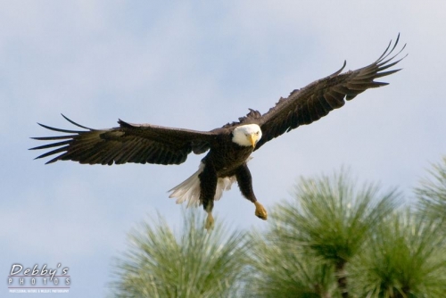 FL991 Bald Eagle Landing