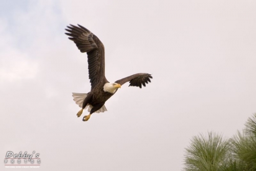 FL996 Bald Eagle Landing