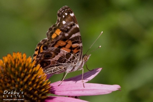 1110 American Painted Lady, Coneflower