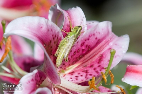 1161 Grasshopper, Stargazer Lily