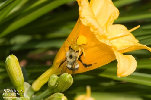 1804 Yellow Crab Spider with Captured Bumblebee, Daylily
