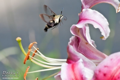 3340 Snowberry Clearwing Moth