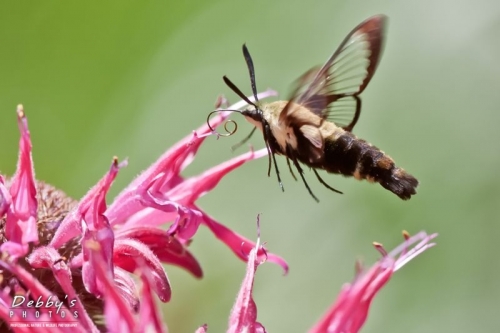 3341 Snowberry Clearwing Moth
