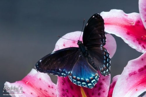 3346 Red Spotted Purple Butterfly, Stargazer Lily