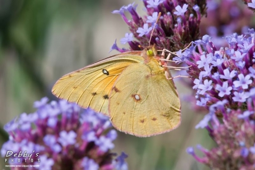 3352 Yellow Sulphur, Butterfly Bush