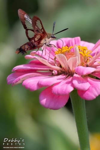 3704c Clearwing Hummingbird Moth, Zinnia