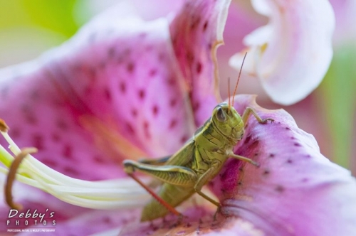 3707 Grasshopper Eating Stargazer Lily