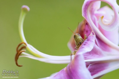 3708 Grasshopper peeking over Stargazer Lily