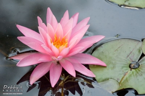 415 Spider Hiding Under Pink Water Lily