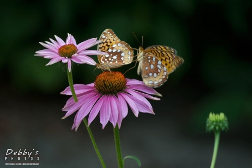 4412 Coneflowers, Atlantic Fritillaries