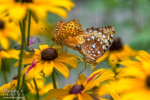 4415 Brown-Eyed Susans, Atlantic Fritillary Butterflies Mating