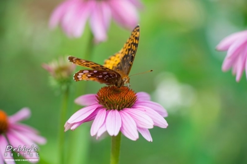 4423 Coneflowers, Atlantic Fritillary