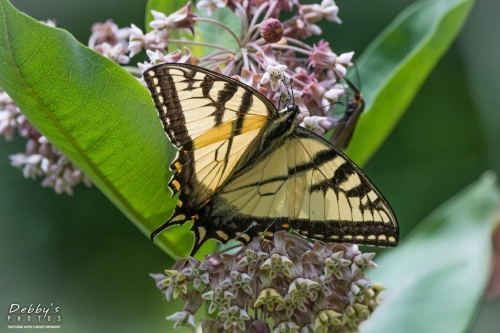 5538 Eastern Swallowtail Butterfly and milkweed