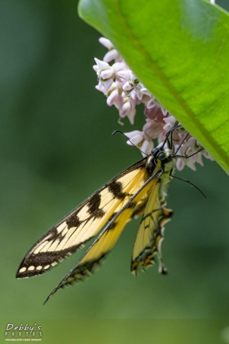 5554b Eastern Swallowtail Butterfly and milkweed