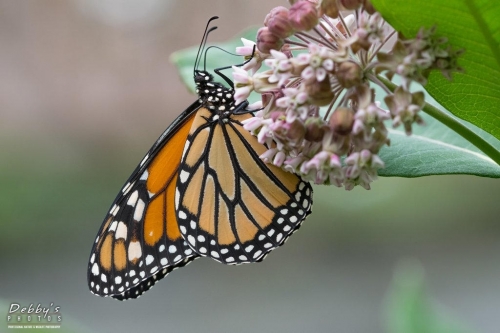 5557 Monarch Butterfly and Milkweed Blossoms