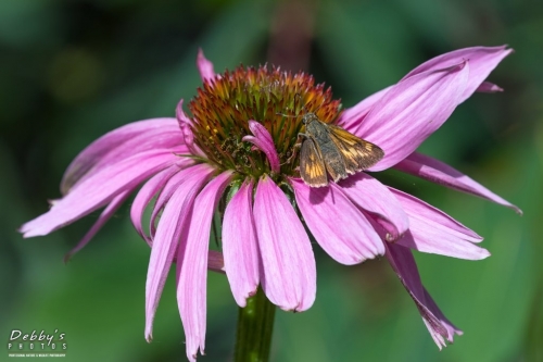 5561 Coneflower and Skipper Butterfly