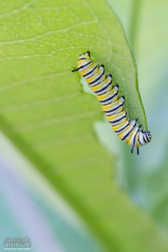 5565 Monarch Butterfly Caterpillar