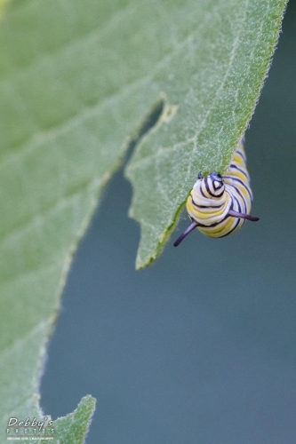 5566 Monarch Butterfly Caterpillar