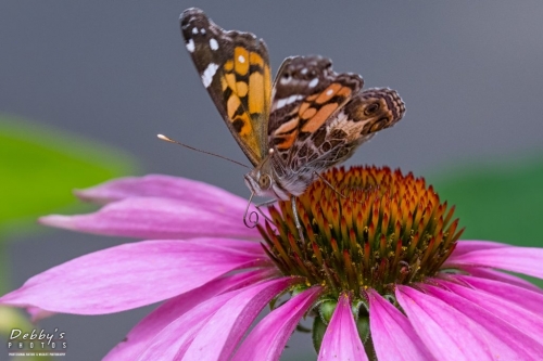 5567 Butterfly on Coneflower, Proboscis Curled Up