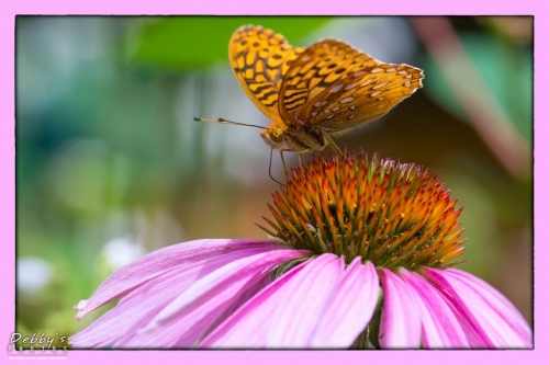 5568 Fritillary Butterfly and Coneflower