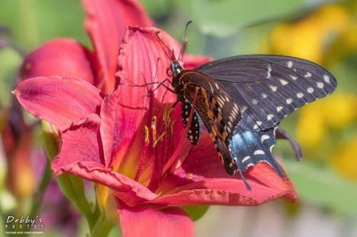 5569 Spicebush Swallowtail, Red Daylily Flowers
