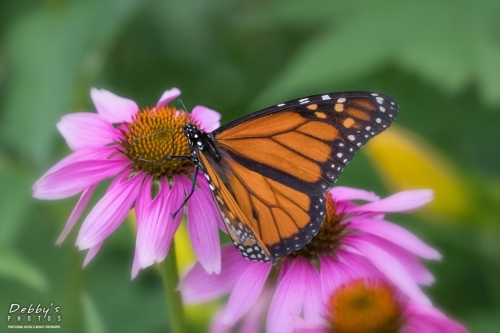 5572 Monarch Butterfly, Bee and Coneflowers