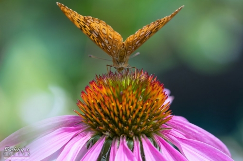 5574 Fritillary Butterfly and Coneflower butt shot