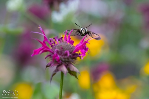 5579 Snowberry Clearwing Moth and Colorful Flowers