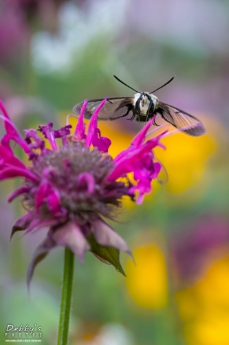 5579b Snowberry Clearwing Moth and Colorful Flowers