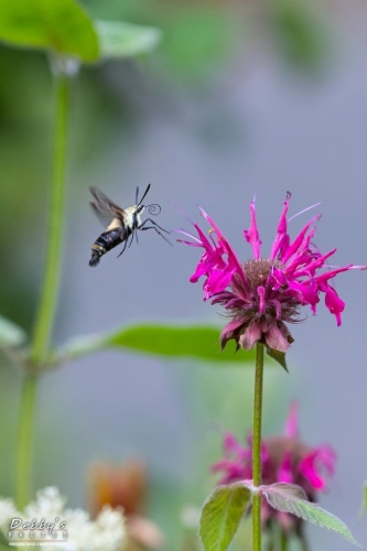 5580 Snowberry Clearwing Moth and Bee Balm