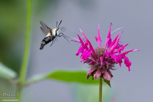 5580b Snowberry Clearwing Moth and Bee Balm