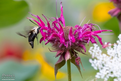 5581 Snowberry Clearwing Moth, hummingbird moth