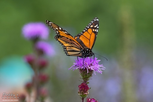 5611 Monarch Butterfly and Liatris