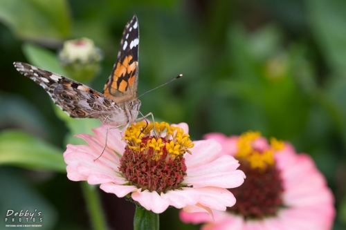 5615 Painted Lady Butterfly and Zinnias