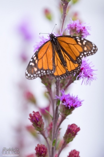 5616 Monarch Butterfly and Liatris