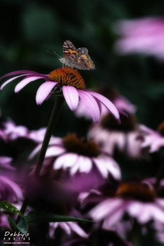5617b ConeFlowers and Painted Lady Butterfly