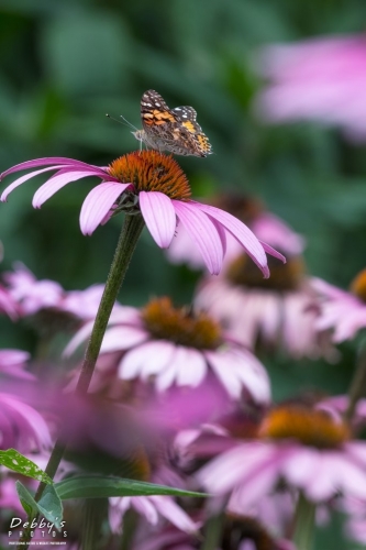 5617b  ConeFlowers and Painted Lady Butterfly